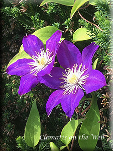 Clematis photograph