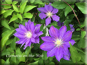 Clematis photograph