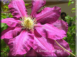 Clematis photograph