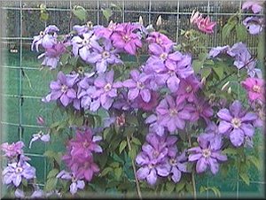 Clematis photograph