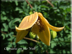 Clematis photograph