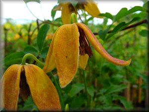 Clematis photograph