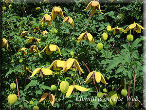 Clematis photograph