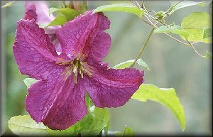 Clematis photograph