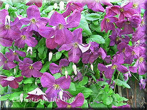 Clematis photograph