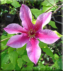 Clematis photograph