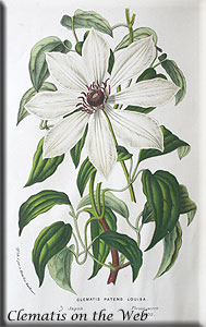 Clematis photograph