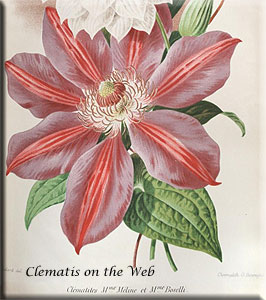 Clematis photograph