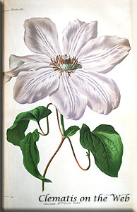 Clematis photograph