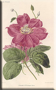 Clematis photograph