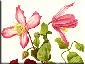 Clematis photograph