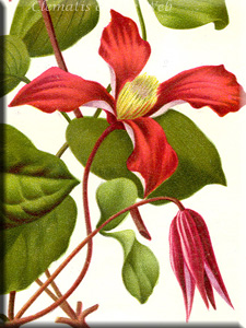 Clematis photograph