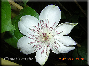 Clematis photograph