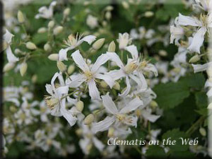 Clematis photograph