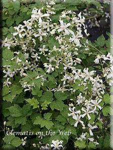 Clematis photograph