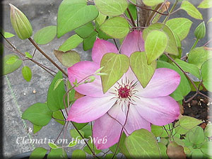 Clematis photograph