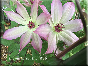 Clematis photograph