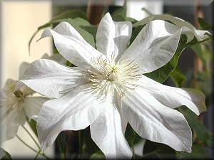 Clematis photograph