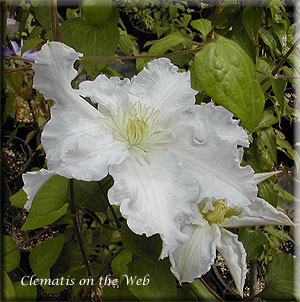 Clematis photograph