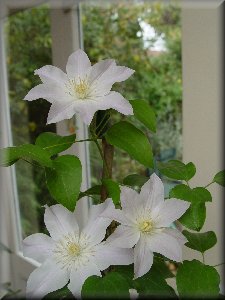 Clematis photograph