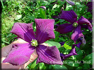 Clematis photograph