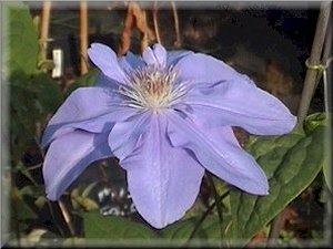 Clematis photograph