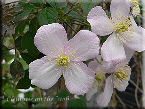 Clematis photograph