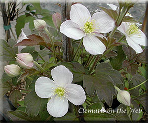 Clematis photograph