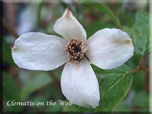 Clematis photograph