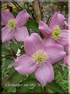 Clematis photograph