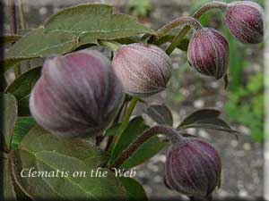 Clematis photograph