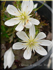 Clematis photograph