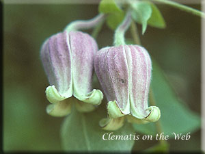 Clematis photograph