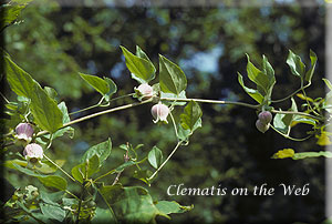 Clematis photograph