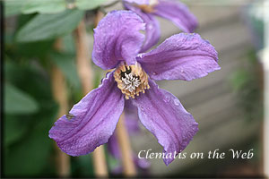 Clematis photograph