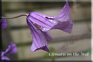 Clematis photograph