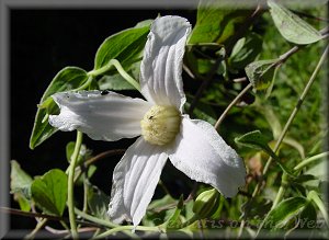 Clematis photograph