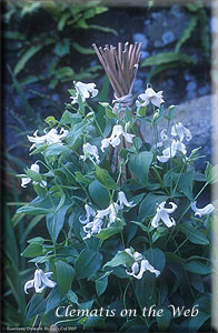 Clematis photograph