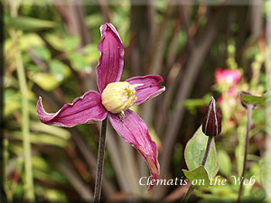 Clematis photograph