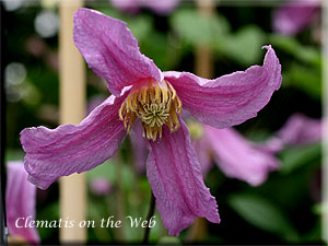 Clematis photograph