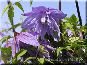 Clematis photograph