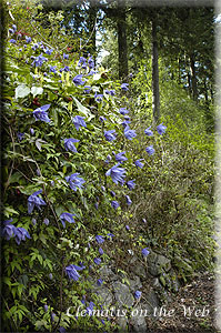 Clematis photograph