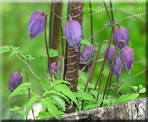 Clematis photograph