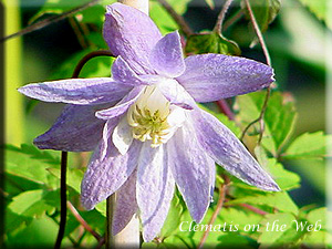 Clematis photograph