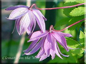 Clematis photograph