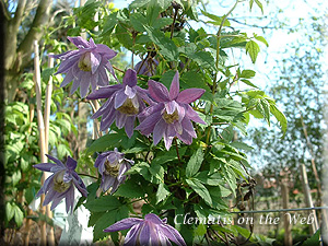 Clematis photograph