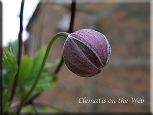 Clematis photograph