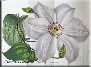 Clematis photograph