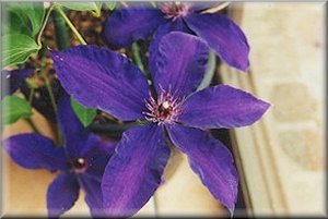 Clematis photograph