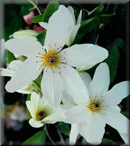 Clematis photograph